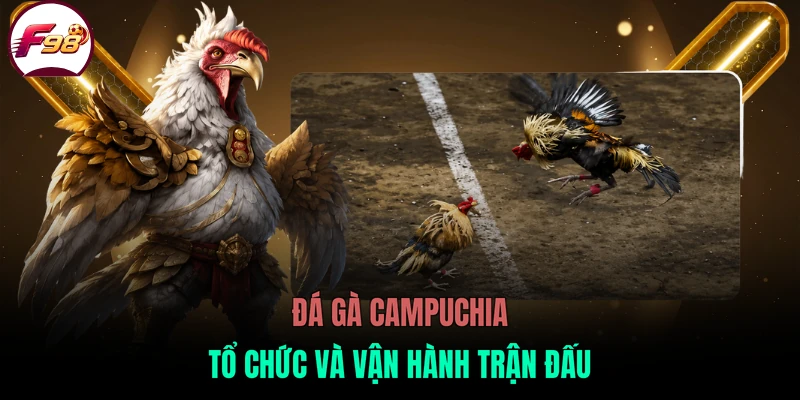 Đá gà Campuchia tổ chức và vận hành trận đấu